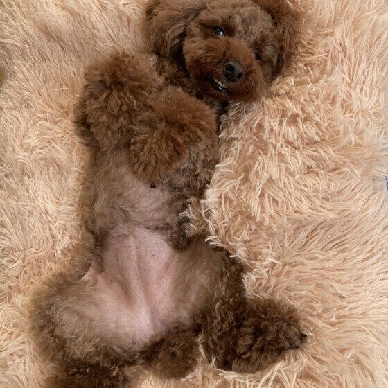 お腹を見せるトイ・プードルのめろちちゃん