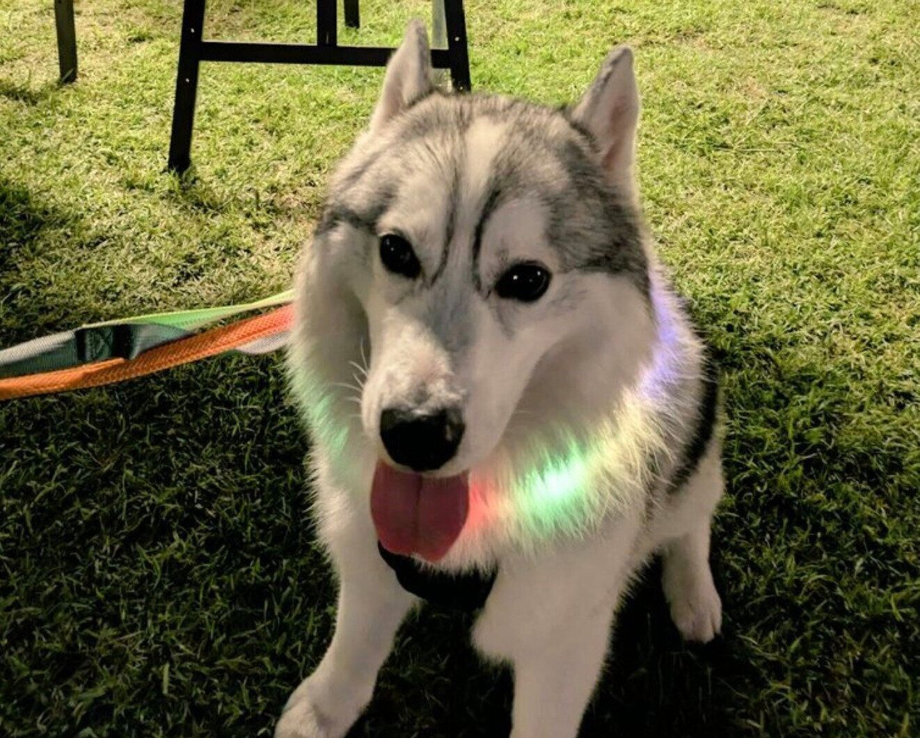 お出かけを楽しむ琥珀くん