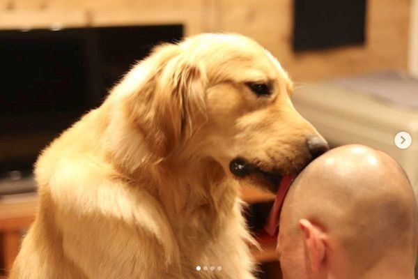 パパの頭を舐めるゴールデン・レトリーバー