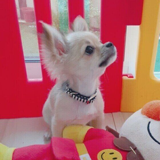 カーテンを見つめる犬（チワワ、オス）