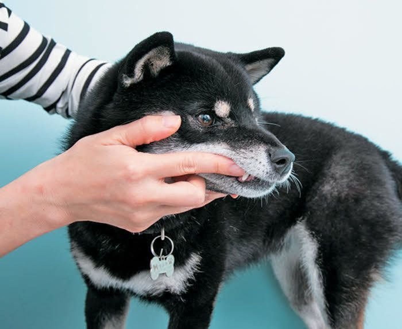 歯ブラシを見ただけで逃げる愛犬 歯磨きはまず 指磨き から いぬのきもちweb Magazine 歯ブラシを見ただけで逃げる愛犬 歯磨きはまず 指磨き から いぬのきもちweb Magazine