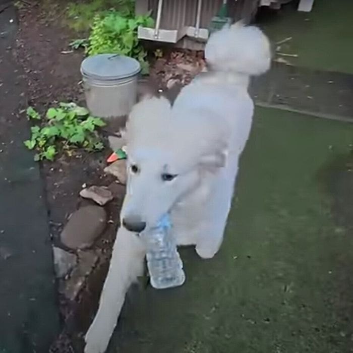 ペットボトルを持って走るリリーちゃん
