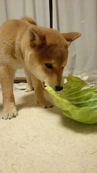 食物繊維の与え方
