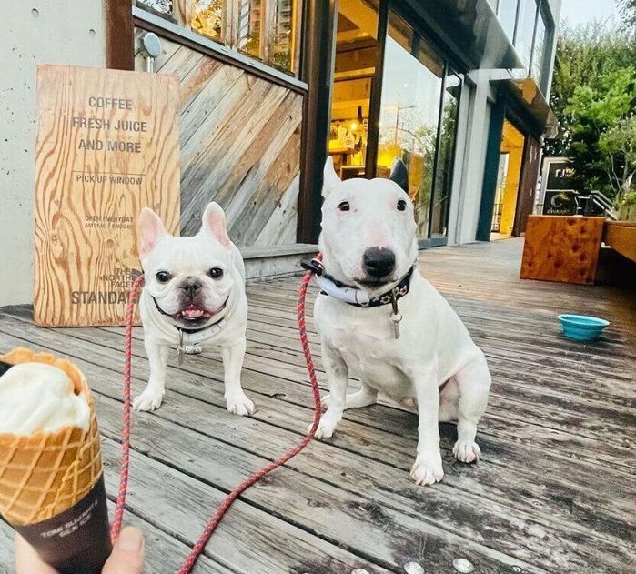 仲良しなおこめちゃん(写真右)とおもちちゃん(写真左)