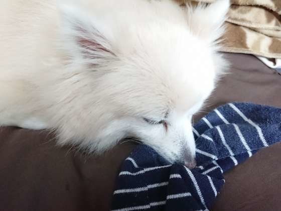 詩風音(しふぉん) くん ポメラニアン