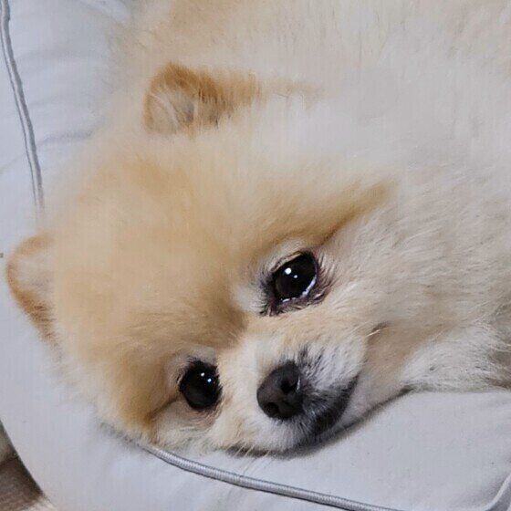 犬がご飯を食べないのにおやつを食べたがる？ 犬がご飯を食べない理由と対処法 いぬのきもち