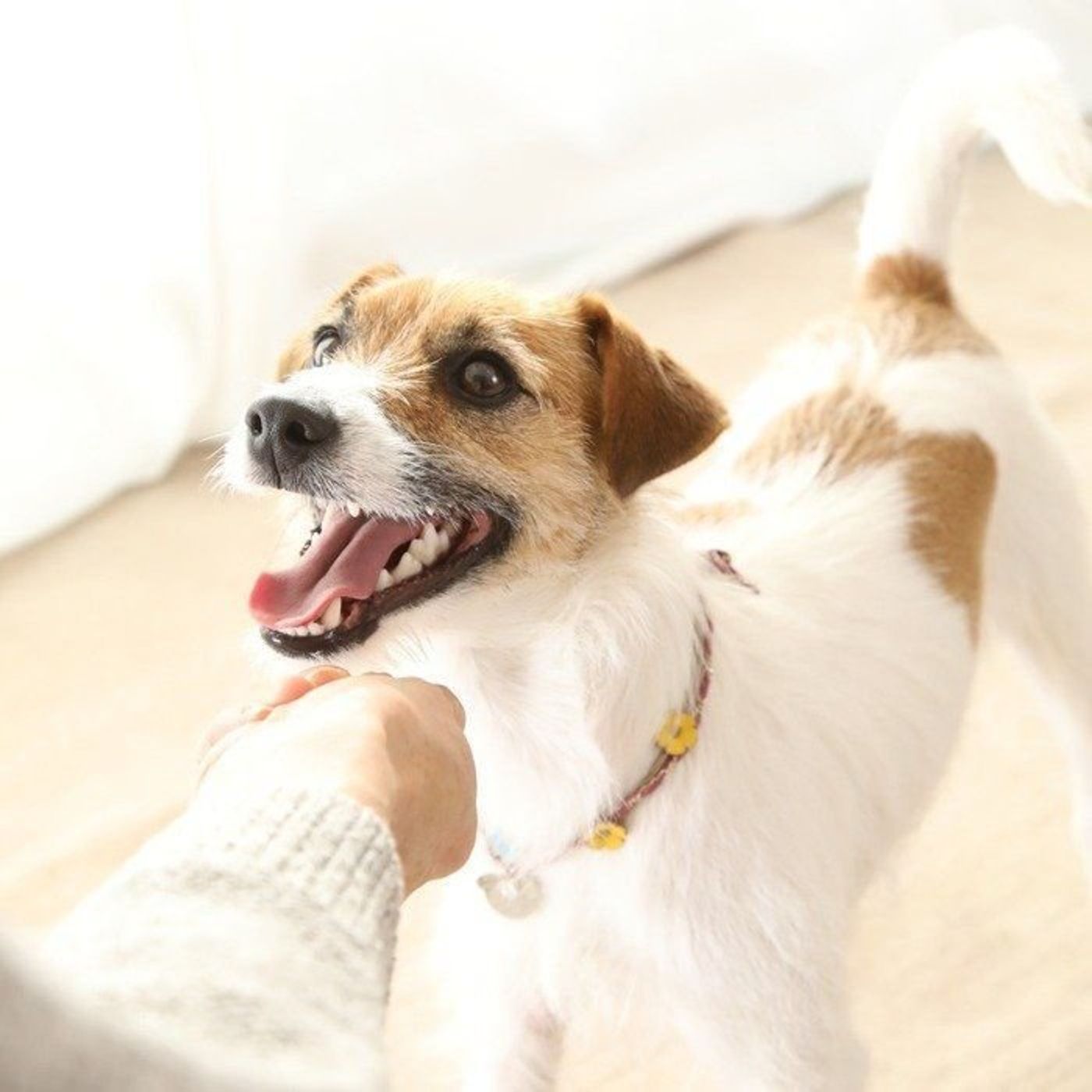 手からドッグフードを与えると 愛犬との絆がぐっと深まるって知ってた いぬのきもちweb Magazine 手からドッグフードを与えると 愛犬との絆がぐっと深まるって知ってた いぬのきもちweb Magazine