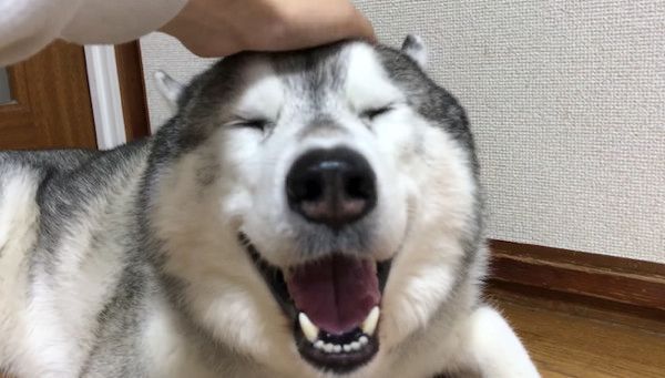 笑顔のシベリアン・ハスキー