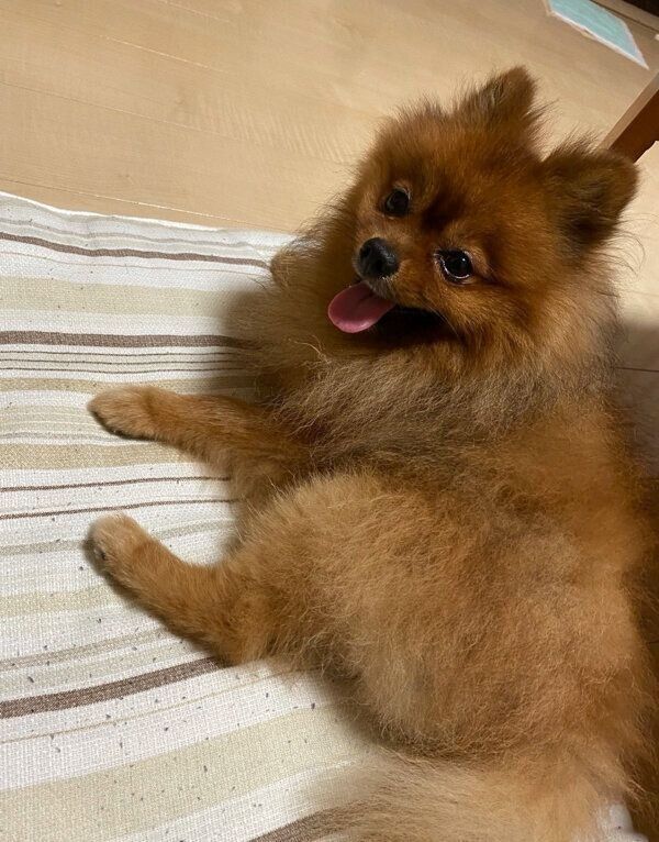 笑顔が可愛いポコちゃん