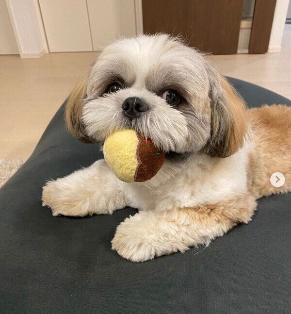 オモチャをくわえるほっぷくん