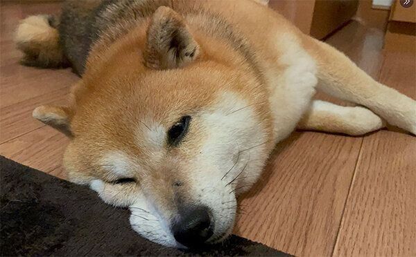 口元がむにゅっとなってるクリ丸ちゃん