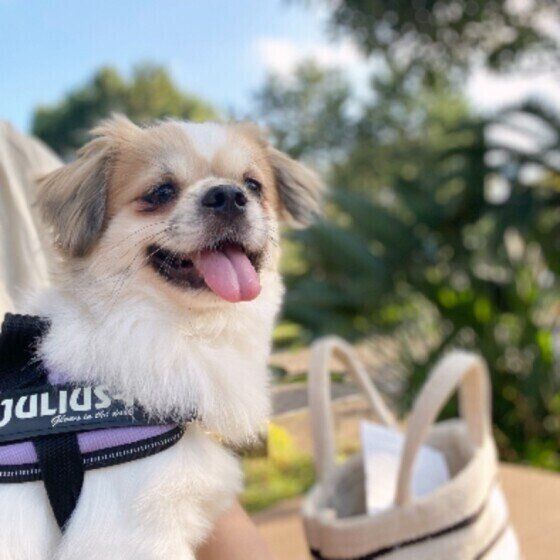 チベタン・スパニエルのぽんずちゃん