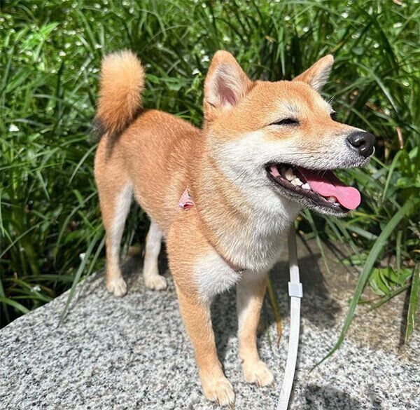 散歩するお茶子ちゃん