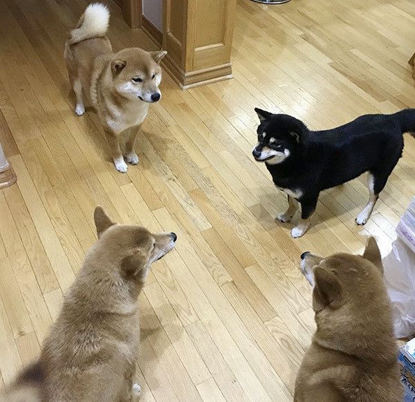 4匹の柴犬