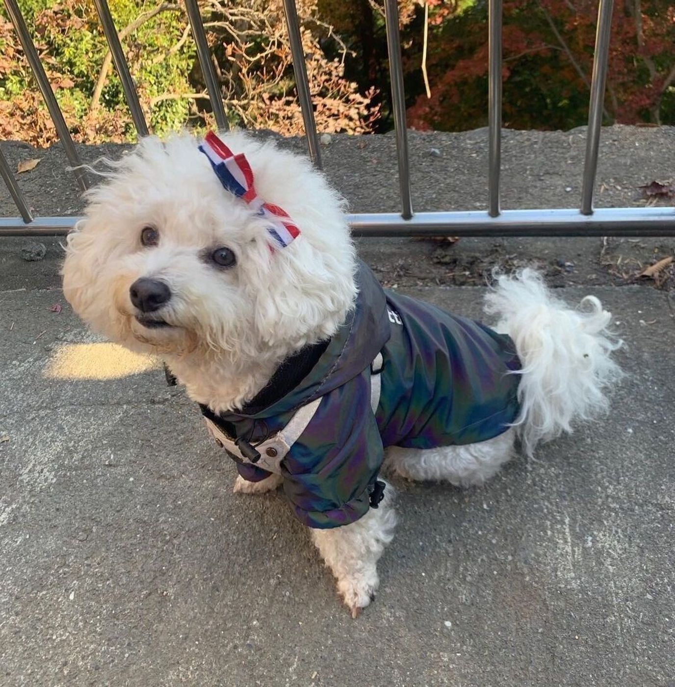 虹色の服 で散歩時の愛犬を守る 反射材使用のレインボージャケット いぬのきもちweb Magazine 虹色の服 で散歩時の愛犬を守る 反射材使用のレインボージャケット いぬのきもちweb Magazine