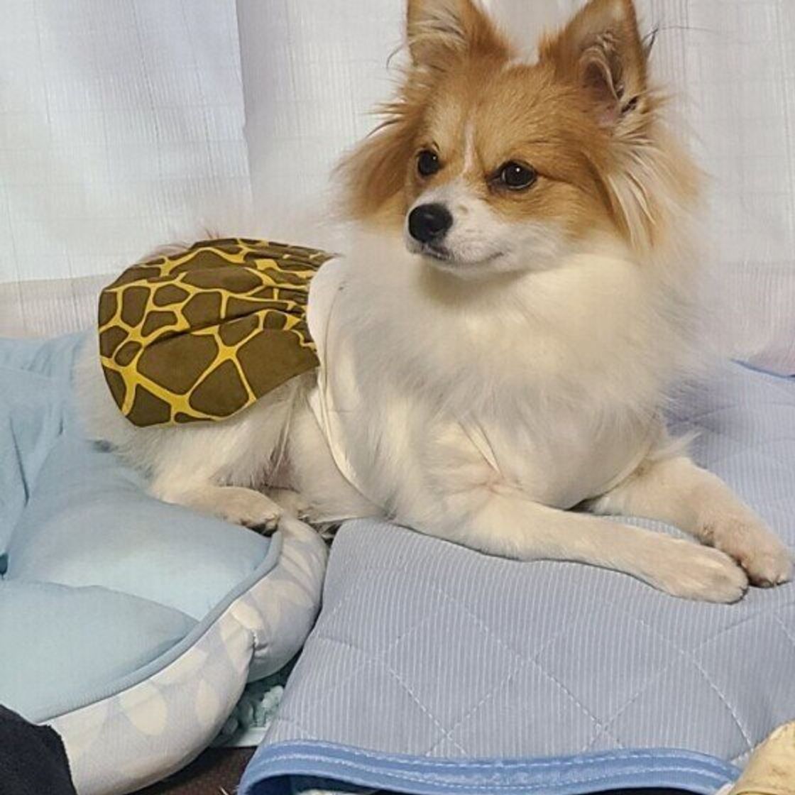 寝床を整えたり おもちゃを大切に扱ったり 寝る前にルーティンや儀式を見せる犬の傾向 いぬのきもちweb Magazine 寝床を整えたり おもちゃを大切に扱ったり 寝る前にルーティンや儀式を見せる犬の傾向 いぬのきもちweb Magazine