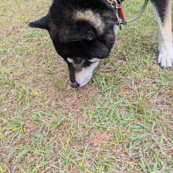 クン活をする柴犬
