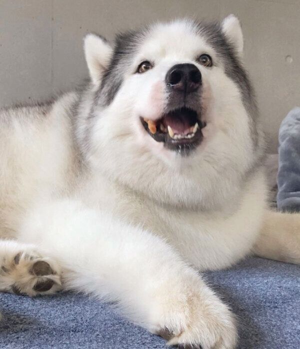 おやつを食べて幸せそうなフィスくん