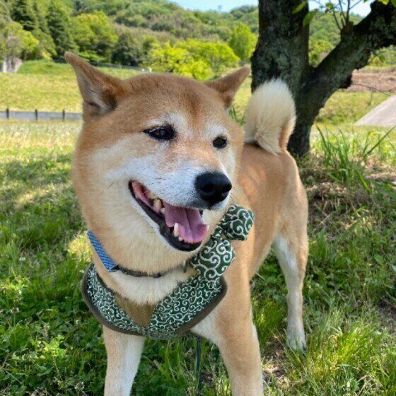 土や泥をパクパク食べてしまう犬がいる?犬が土を食べる理由とは いぬのきもち