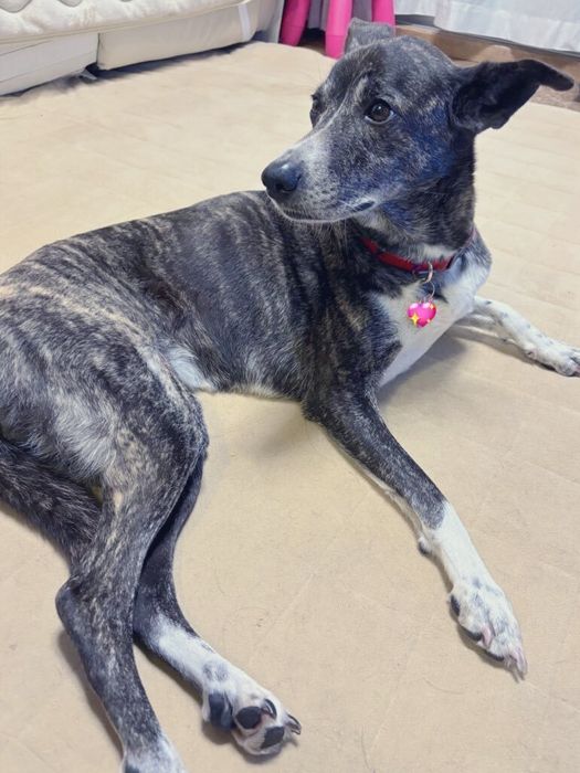 リビングでくつろぐ犬