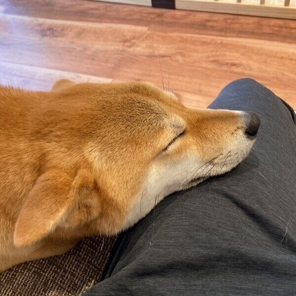 なでられ待ちの大豆くん