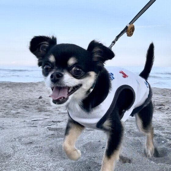 砂浜をお散歩中のチワワ