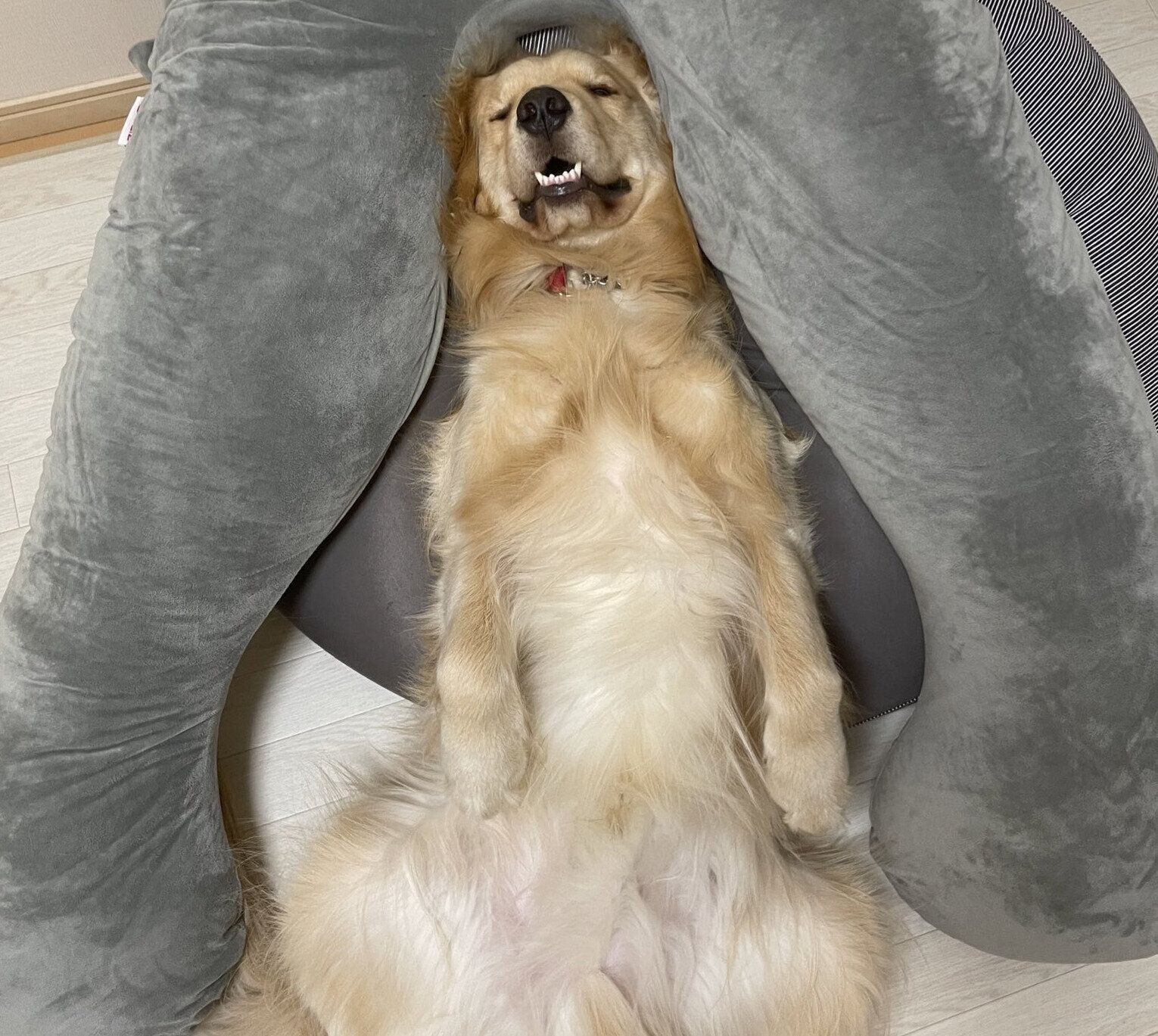 上から見たイブくんの寝姿