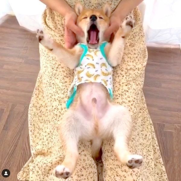 あくびをする豆柴のうにくん