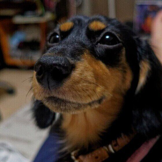 カニーンヘン・ダックスフンドのミランちゃん