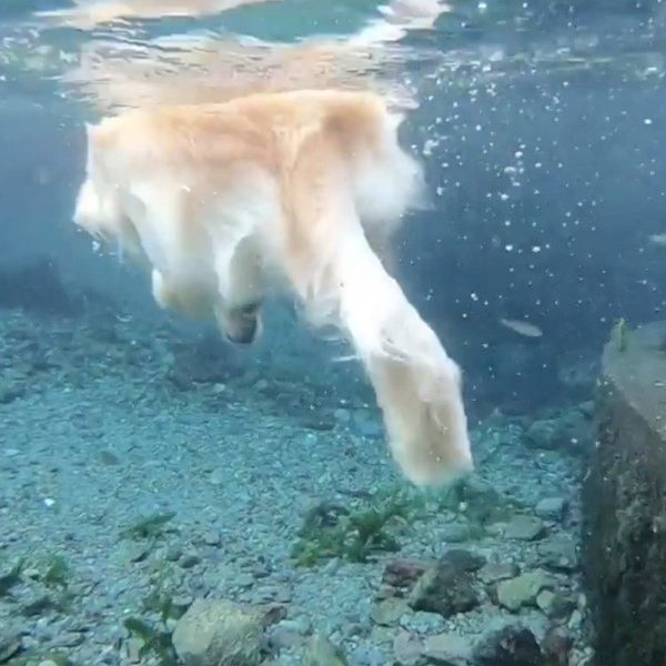 川で潜る犬