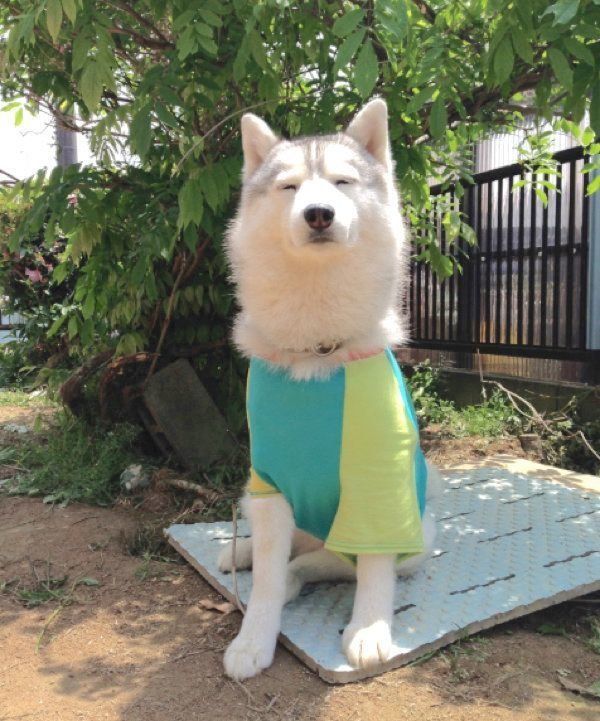 悟りを開いているかのような表情をするシルビアちゃん