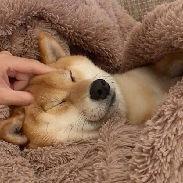 パパに腹話術をされるエマちゃん