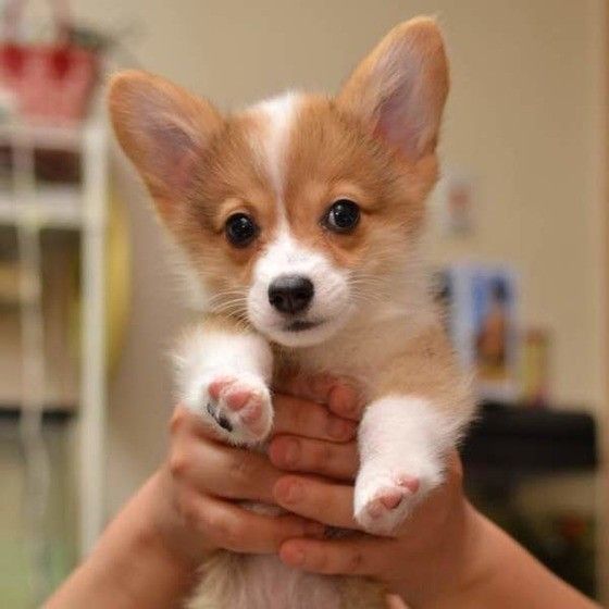 抱っこされるコーギの子犬