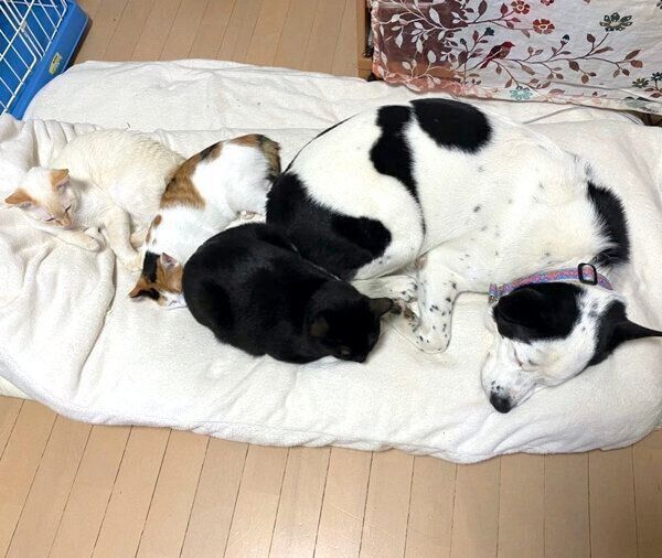 猫たちと眠るスヌーピーちゃん