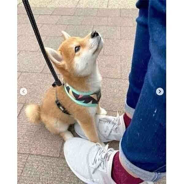 初めて地面に下りてドキドキなきなこちゃん