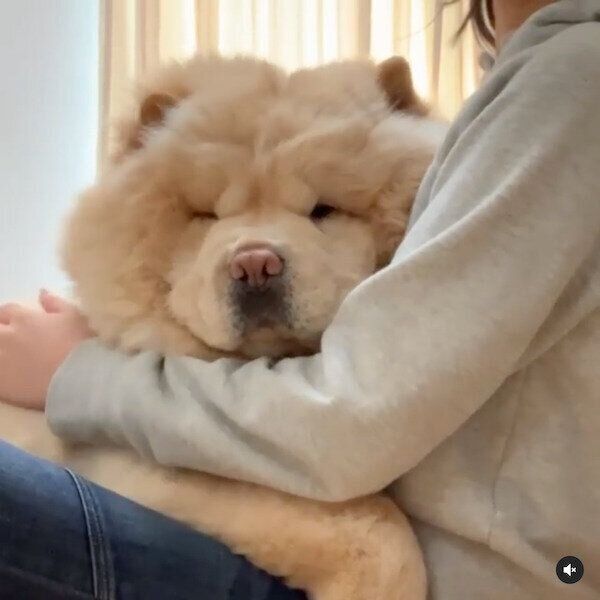 飼い主さんに抱っこしてもらうくり蔵くん