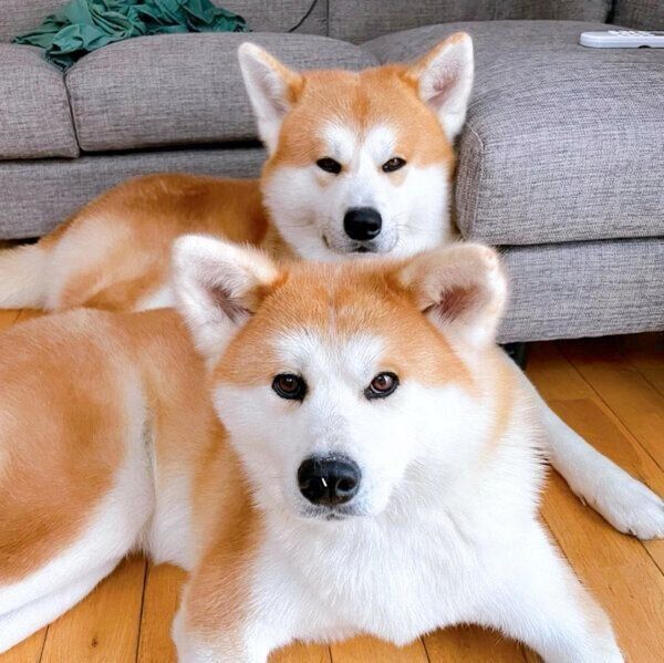 仲良しなみつきちゃん、よたろうくん