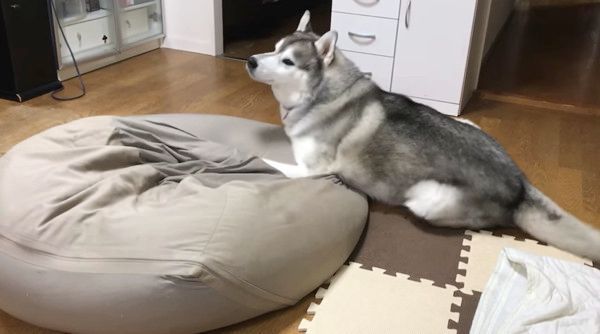 起きるシベリアン・ハスキー