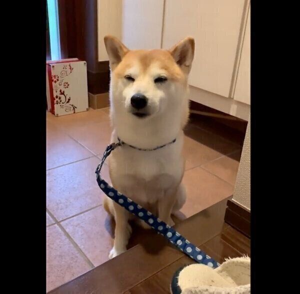 足を拭くのを待つこたろうくん