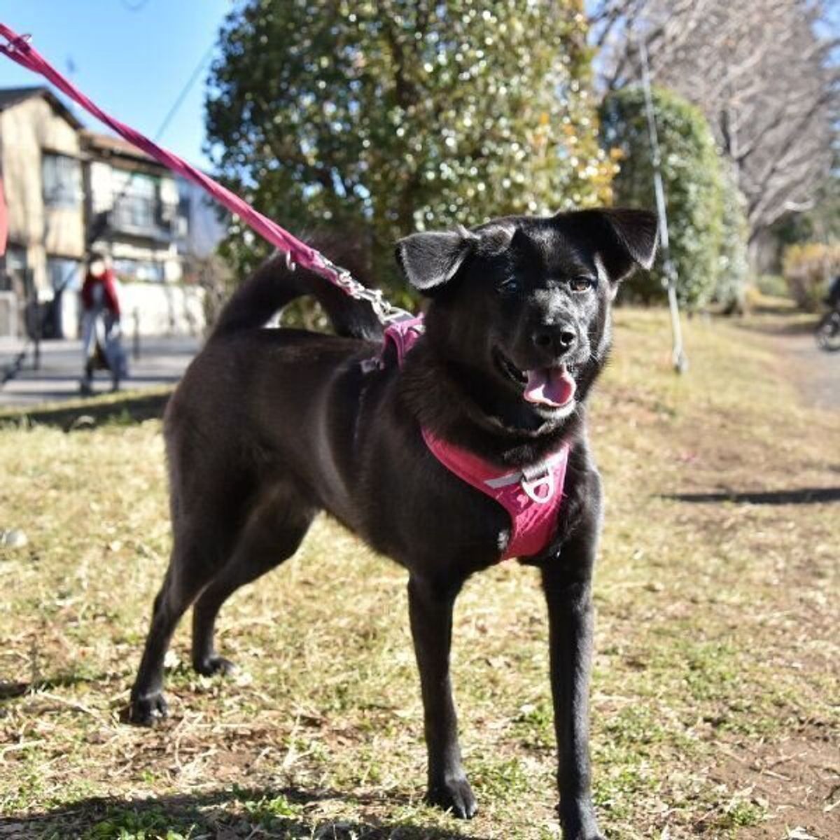 どんな犬も幸せになってほしい 家族が一丸となって犬 猫を保護する ファーブル家 の日常を聞いた いぬのきもちweb Magazine どんな犬も幸せになってほしい 家族が一丸となって犬 猫を保護する ファーブル家 の日常を聞いた いぬのきもちweb Magazine
