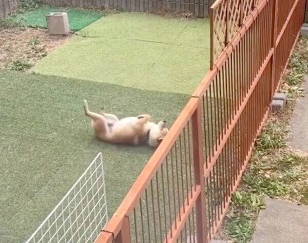 庭でこっそりクネクネする豆千代くん