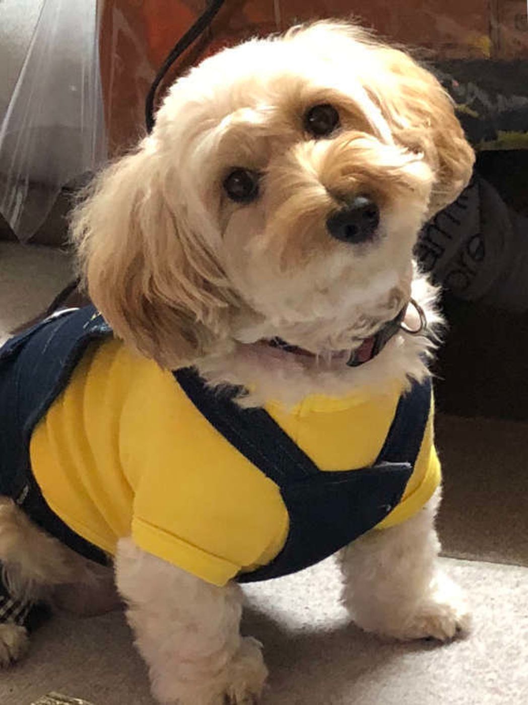 犬のかわいすぎるしぐさ 首をかしげる理由は飼い主を喜ばせるため いぬのきもちweb Magazine 犬のかわいすぎるしぐさ 首をかしげる理由は飼い主を喜ばせるため いぬのきもちweb Magazine