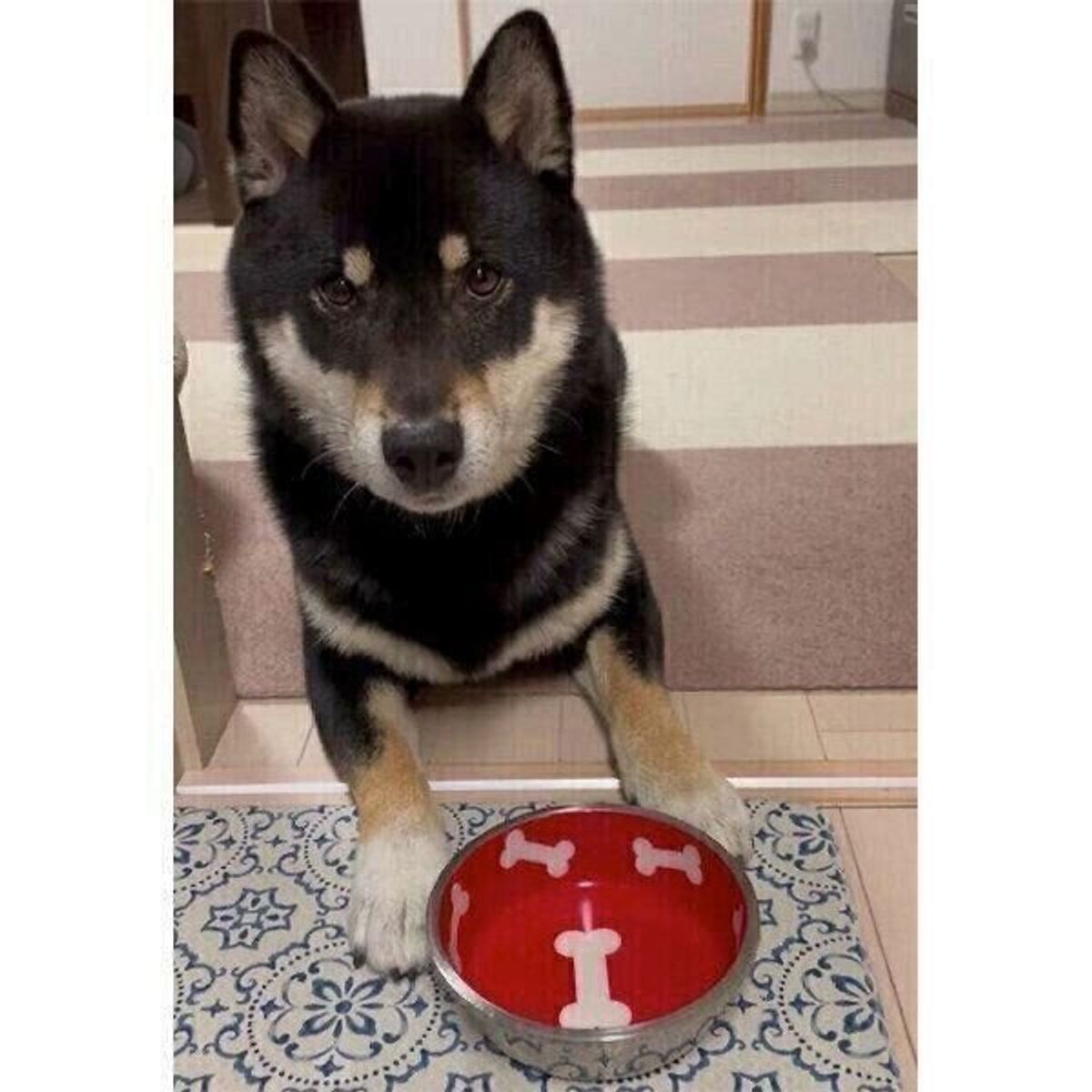 おかわりください と行動で示す お皿をくわえてアピールする犬に見られる特徴とは 獣医師解説 いぬのきもちweb Magazine おかわりください と行動で示す お皿をくわえてアピールする犬に見られる特徴とは 獣医師解説 いぬのきもちweb Magazine