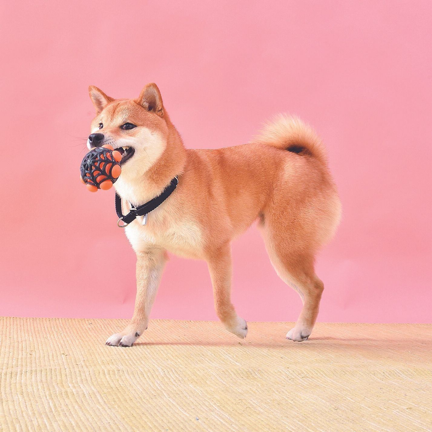 飼い主さんといっしょに遊びたい！