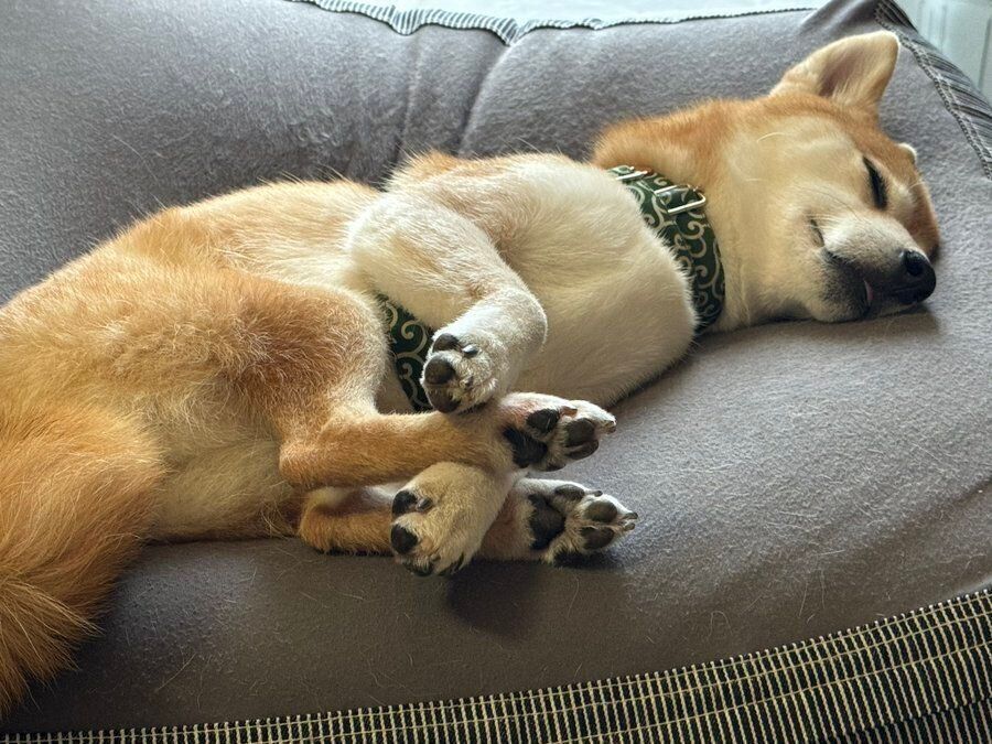 お昼寝をするお凛ちゃん