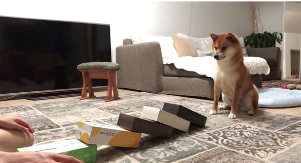 芸を習得した柴犬