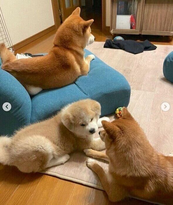 ててくん、ももちゃん、らいちゃん