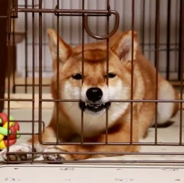 睡魔と戦う柴犬