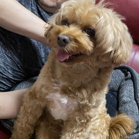 背中を向けてなでてもらう小型Mix犬