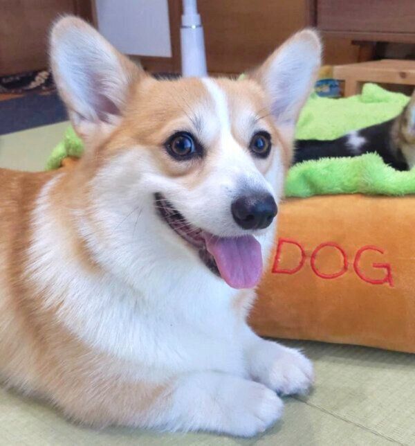 笑顔のいろはちゃん